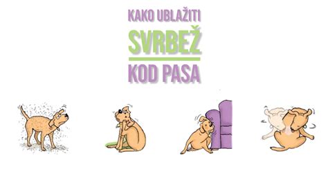 Kako UblaŽiti SvrbeŽ Kod Pasa Pet Portal