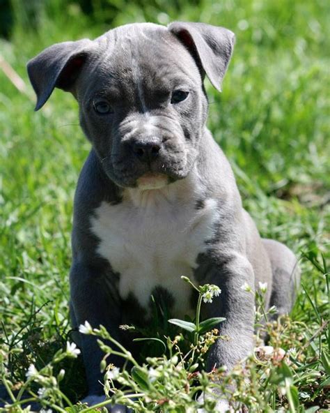 Allevamento Amstaff - Allevamento amstaff blue