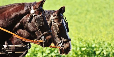 Why Do Carriage Horses & Racehorses Have Their Eyes Partly Covered? All ...