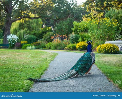 Peacock In Beacon Hill Park Victoria Bc Canada Stock Image Image