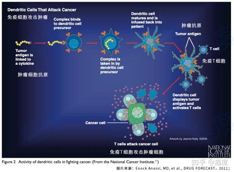 47万美元一针的癌症治疗疫苗sipuleucel T开始中国临床试验招募，入组成功后免费来用！ 知乎