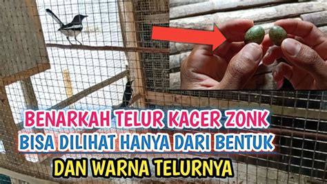 CARA MENGECEK TELUR KACER ZONK ATAU HASIL PAKAN YANG BENAR YouTube