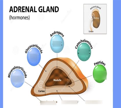 adernal glands hormones diagram quizlet