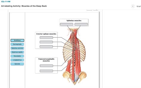 Art Labeling Activity Muscles Of The Vertebral Column LaineykruwWoodard