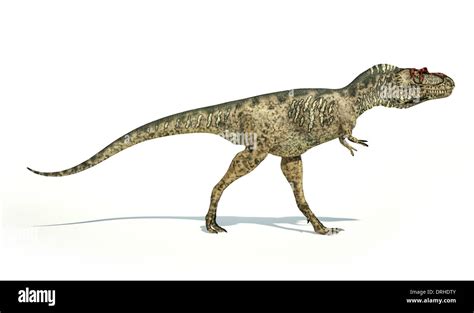 Albertosaurus Dinosaurio Foto Realistas Y Científicamente Correcta Representación Vista