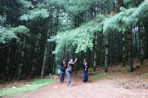 【我们的新时代】巍山三鹤村：青松结出 “致富果” 绿水青山成金山澎湃号·政务澎湃新闻 The Paper