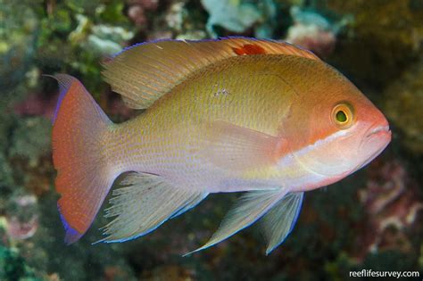 Pseudanthias Hypselosoma Pink Basslet Reef Life Survey