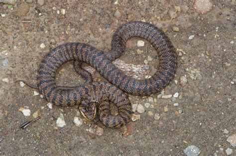 Steppe Ratsnake From Yanbian Korean Cn Jl Cn On July At