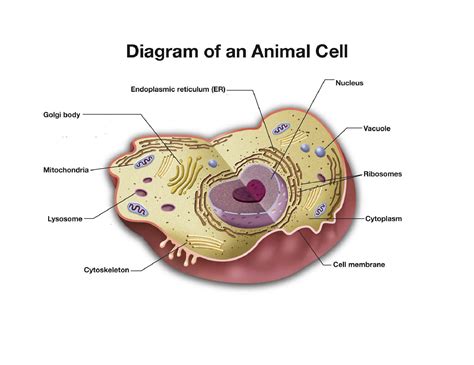 Pet Health Be On The Defense Dr Bills Pet Nutrition