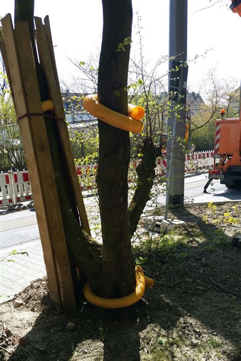 Baumschutz Bei Bauarbeiten Nach Din Hans Kinze Gmbh