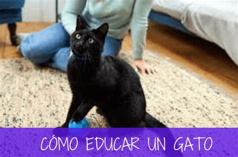 C Mo Educar Un Gato Tips Y Consejos Para Hacerlo M S F Cil