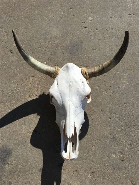 Texas Longhorn Skulls – Texas Mounted Longhorns