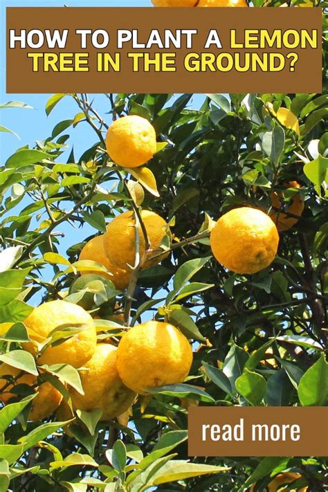 How To Plant A Lemon Tree In The Ground In 2024 How To Grow Lemon