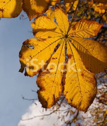 Horse Chestnut Leaf Stock Photo | Royalty-Free | FreeImages