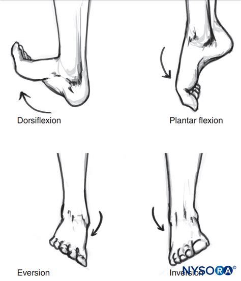 Popliteal Sciatic Nerve Block Landmarks And Nerve Stimulator Technique Nysora