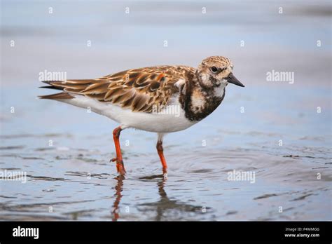 Ruddy Turnstone Arenaria Interpres On The Beach Of Paracas Bay Peru