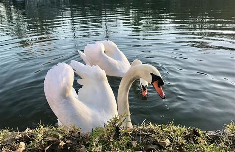 Swan Lake Photograph By Kristina Deane Pixels