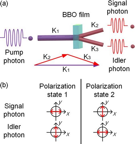 A Principle Of Spdc And Detected Polarization Outcome In Type Ii Spdc Download Scientific