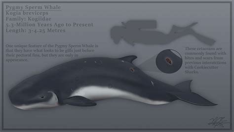 Pygmy Sperm Whale by EvgeniH on DeviantArt