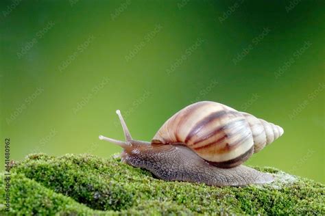 Snail, Giant African snail or giant African land snail (Lissachatina ...