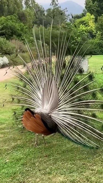 Beautiful Peacock Dance 🦚🦚🥰🥰 Shorts Youtube