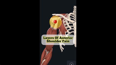 Anatomy Of Anterior Shoulder Pain Youtube