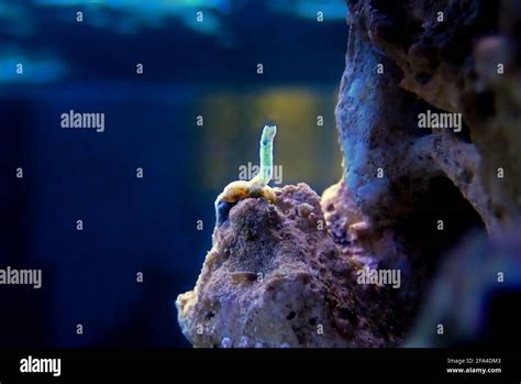 Vermetid Snail Pest In Saltwater Coral Reef Aquarium Tank In Focus