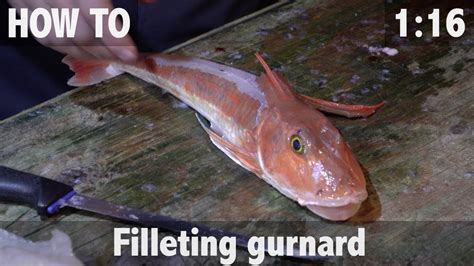 How To Fillet Gurnard Youtube