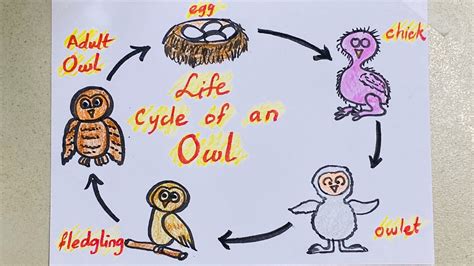 How To Draw Life Cycle Of Owl Bird In Easy Way For Kids School Science