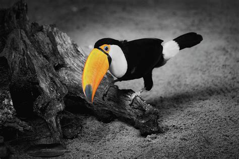 Toco Toucan Sitting On Tree Trunk Photograph By Artur Bogacki Fine