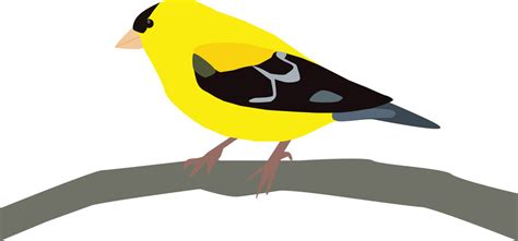 American Goldfinch Clipart Free Images Pictures And Illustrations