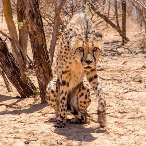 Harnas Wildlife Foundation - Wildlife reserve and sanctuary for wild ...