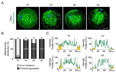 Fluorescence Live Cell Imaging To Examine The Patterns Of Mitochondrial