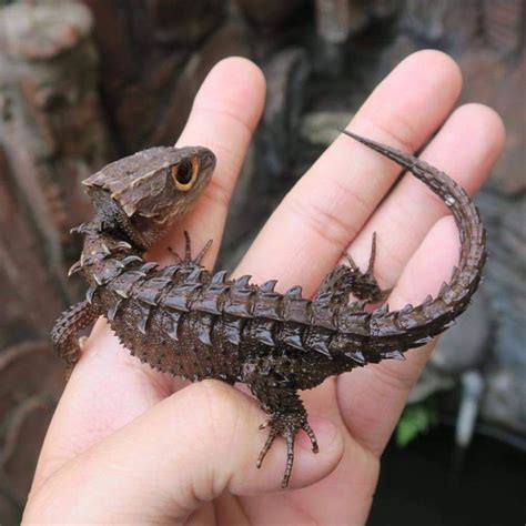 Cute Baby Dragon Red Eyed Crocodile Skink Red Eyed Crocodile Skink