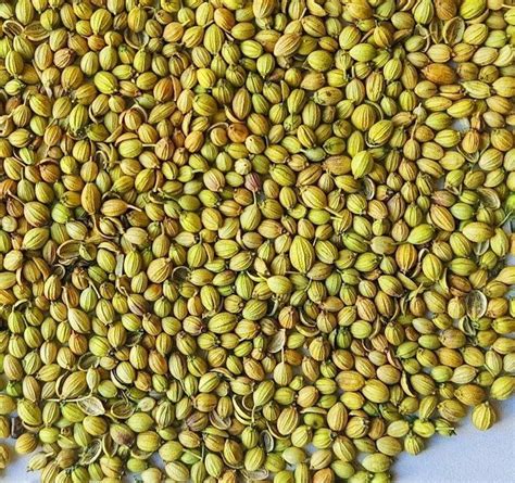 Green Coriander Seed At Rs Kg Coriander Seed In Rajkot Id