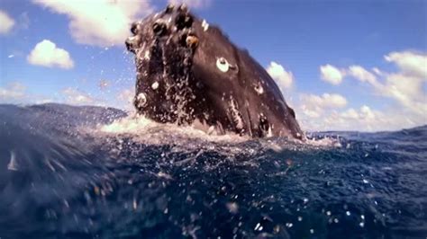 Close Up Humpback Whale Mother And Calf Stock Video Pond5