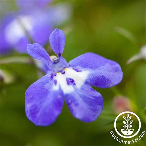 Lobelia Flower Seeds - Sapphire | Annual Flower Gardening - Free S&H ...