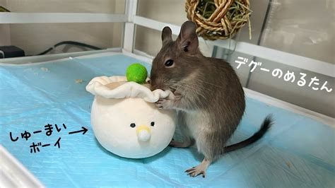 飛び跳ねるデグー しゅーまいボーイと遊ぶ jumping deguデグーのめるたん Merutan is a degu YouTube