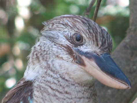 Blue Winged Kookaburra Australias Blue Winged Kookaburra Flickr