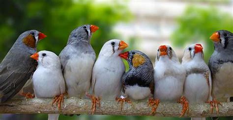 Zebra Finches - Alpenlofts Veterinary Clinic