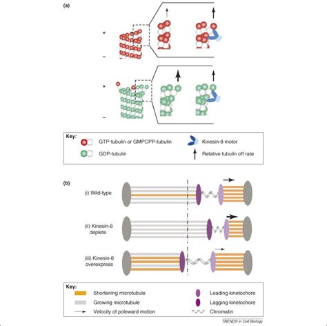 Kinesin 8 Molecular Motors Putting The Brakes On Chromosome