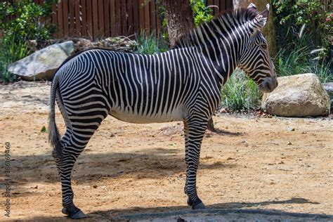 The Grevys Zebra Is The Largest Living Wild Equid And The Largest And