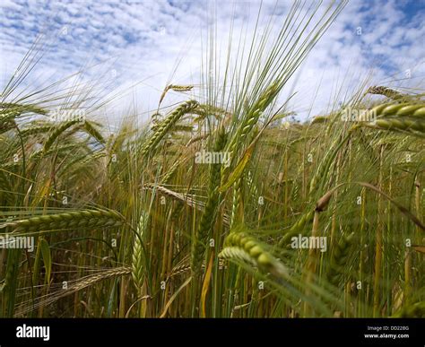 Flour ireland hi-res stock photography and images - Alamy