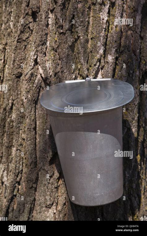 Maple Tree Sap Collecting Bucket Attached To A Maple Tree In Spring