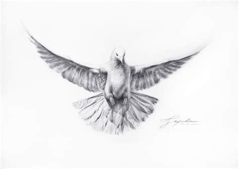 Sketch Of Dove At Explore Collection Of Sketch Of Dove