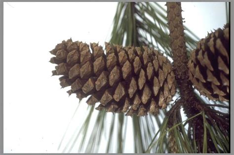 Loblolly Pine Cone