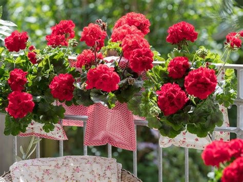 Pelargonie Na Balkonie Jak Je Piel Gnowa Aby Pi Knie Kwit Y