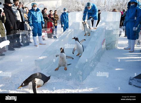 Harbin China S Heilongjiang Province Th Dec Penguins From