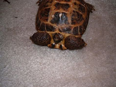 Overweight Tort What To Look For Tortoise Forum