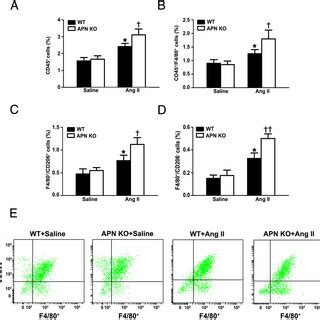 Apn Protects Against Ang Ii Induced Ros Generation And Macrophage